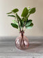 Pink Glass Vase with Eucalyptus, Pink Round Glass Vase, Vase with Flowers, Vase with Eucalyptus, Blush Vase, Rose Vase